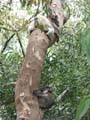 Koala and Baby